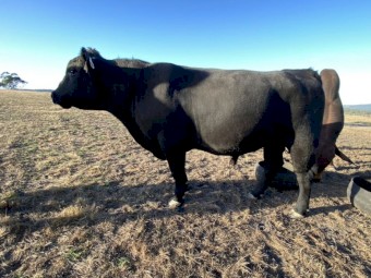 X2 Angus Bulls For Sale