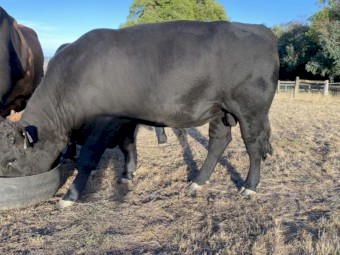 X2 Angus Bulls For Sale