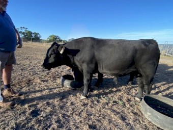 X2 Angus Bulls For Sale