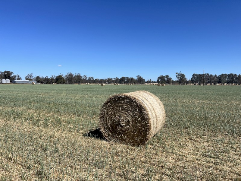 A1 Wheat Hay Round Rolls x 300