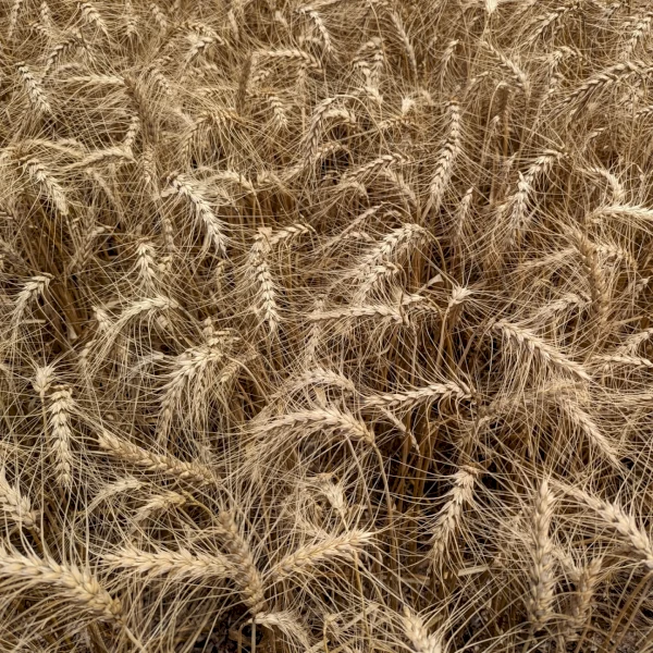 WANTED Hellfire Wheat Seed