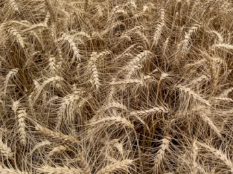 WANTED Hellfire Wheat Seed