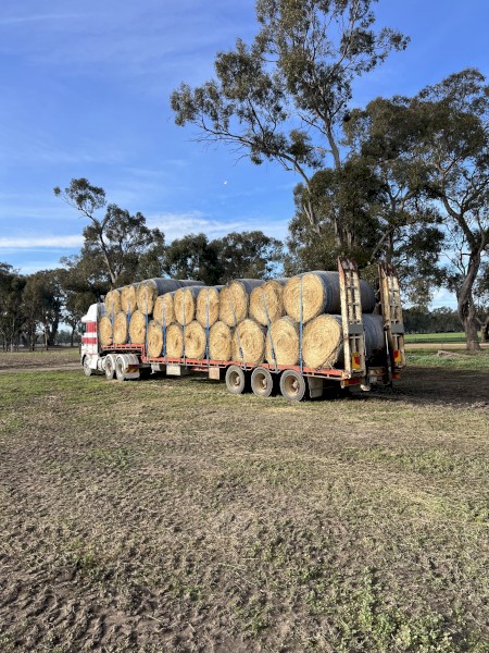 Ryegrass hay, feed test, delivery available