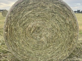 Rye Grass, Clover, Wheaten Round Rolls