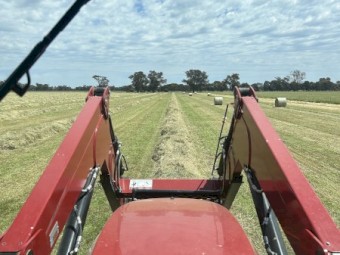 Rye Grass, Clover, Wheaten Round Rolls