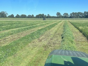 Rye Grass, Clover, Wheaten Round Rolls