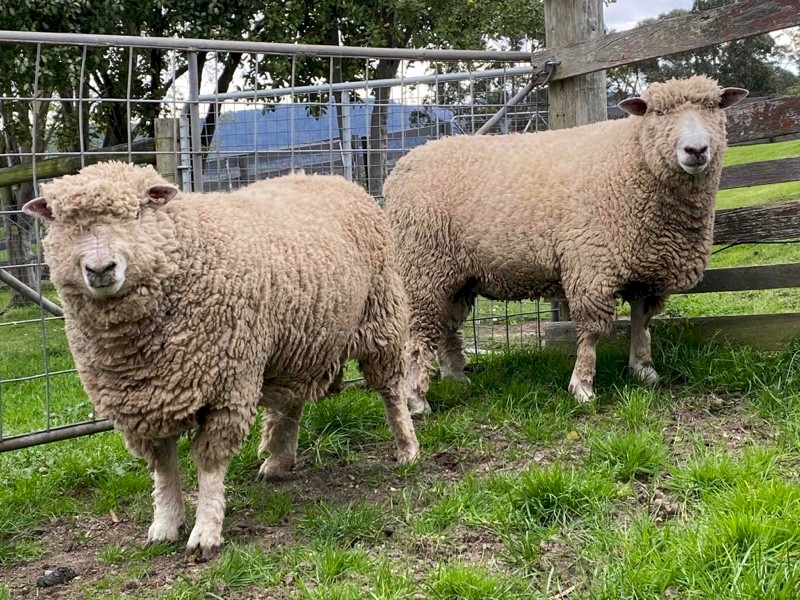 Ryeland Rams (Rare British Breed)