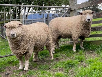 Ryeland Rams (Rare British Breed)