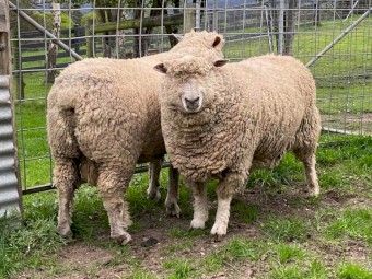 Ryeland Rams (Rare British Breed)