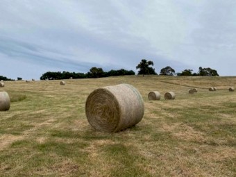 Pasture Hay Large Rounds 