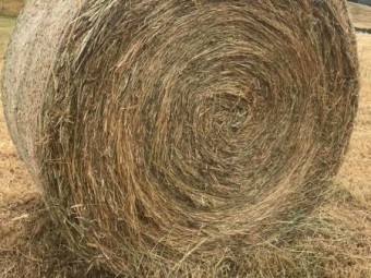 Pasture Hay Large Rounds 