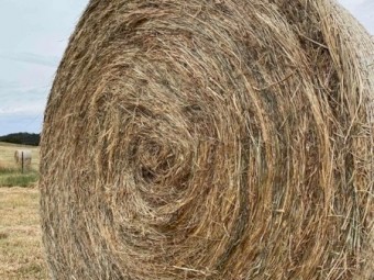 Pasture Hay Large Rounds 