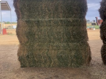Lucerne hay 8x4x3