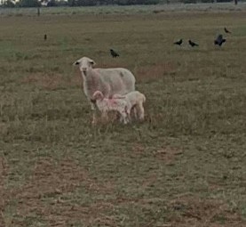 Aussie white ewes x white dorper