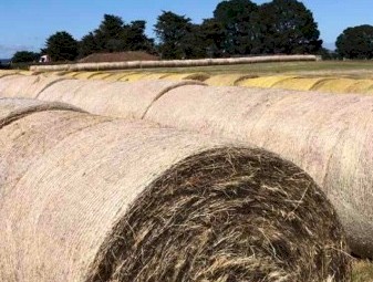 Pasture Hay