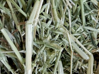Oaten Hay