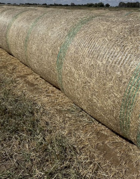 Rye Pasture and Clover Hay 4x4 Rolls
