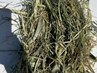 Rye Pasture and Clover Hay 4x4 Rolls
