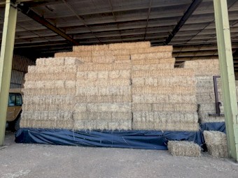 7500 x Lucerne Hay Small Squares