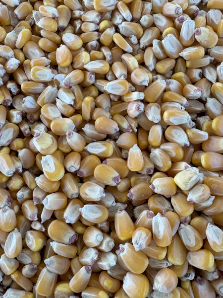  Feed Maize / Corn
