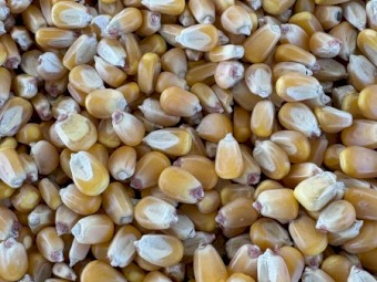 Feed Maize / Corn