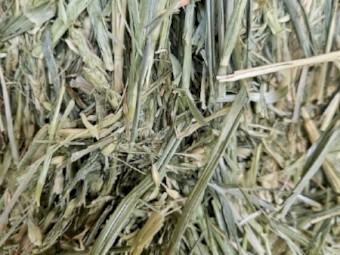 Wheaten Hay 675kg 8x4x3 Bales