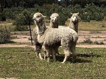 3 Alpacas