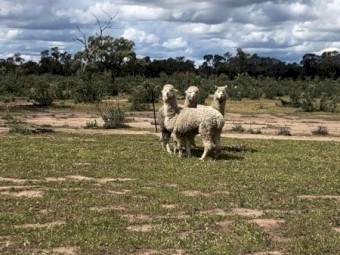 3 Alpacas