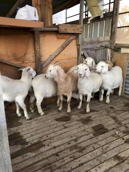 Pregnant Creamy Does