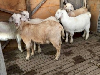 Pregnant Creamy Does