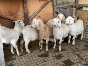 Pregnant Creamy Does