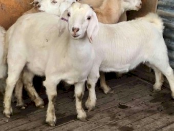 Pregnant Creamy Does