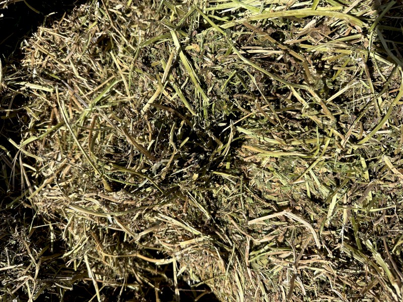 2023 Morava vetch hay