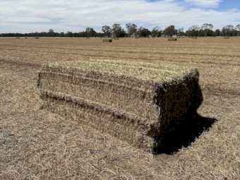 2023 Morava vetch hay