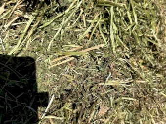 2023 Morava vetch hay