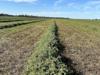 2023 Morava vetch hay