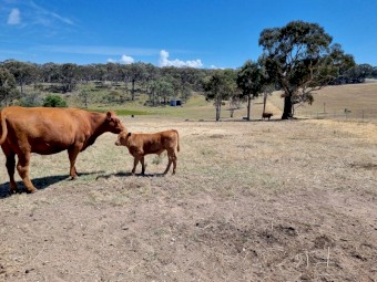 Red Angus Cow & Calf