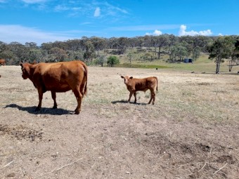 Red Angus Cow & Calf