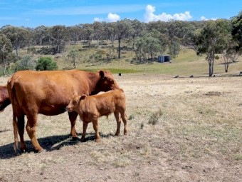 Red Angus Cow & Calf