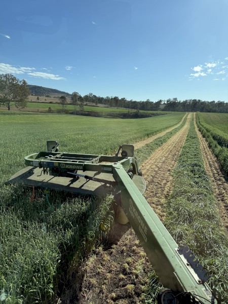 Beardless Barley small squares 