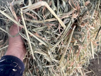 Beardless Barley small bales 