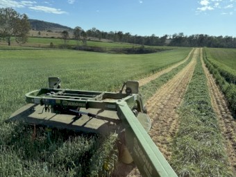 Beardless Barley small squares 