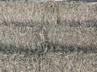 Beardless Barley small squares 