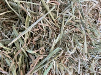 550mt Barley Hay 630kg 8x4x3 Bales