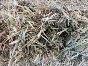 550mt Barley Hay 630kg 8x4x3 Bales
