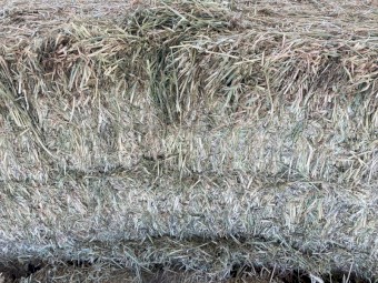 550mt Barley Hay 630kg 8x4x3 Bales
