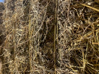 Lucerne and Ryegrass Mix Hay 8x4x3 Bales (New Season 22/23)