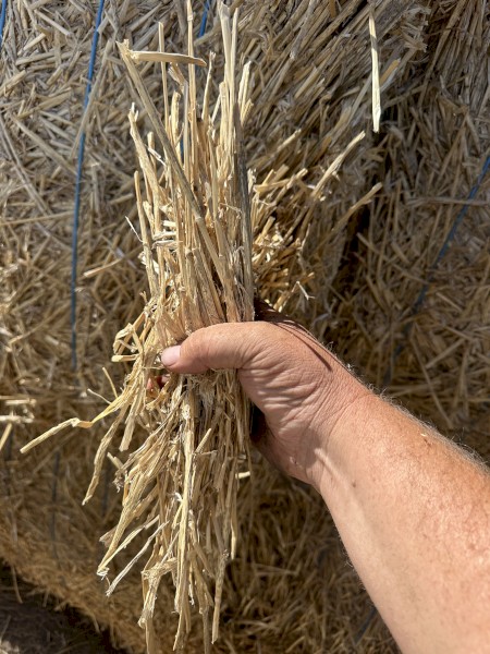 Fresh Windrowed Wheat Straw