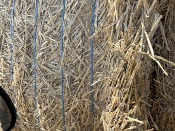 Fresh Windrowed Wheat Straw
