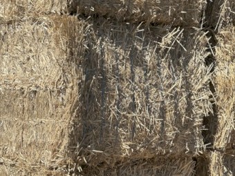 Fresh Windrowed Wheat Straw